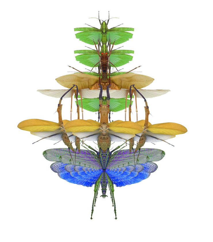 Insectary Design 5 of 31 - The Insectary series | Molecule Design-Online